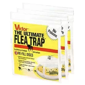Best how to kill flea in carpet