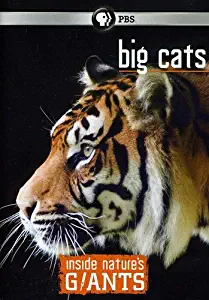 Inside Nature's Giants: Big Cats